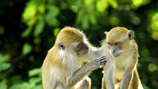monos