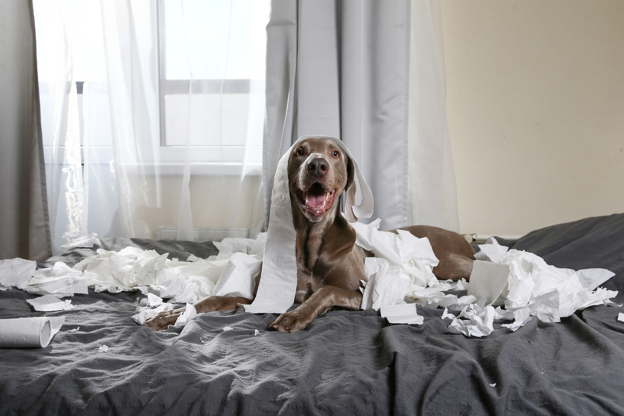 perro travieso
