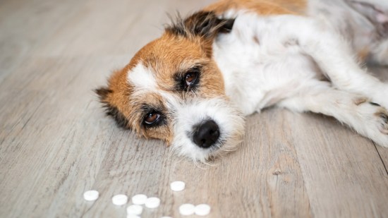 Perro tumbado con pastillas