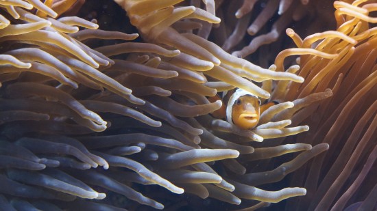 anémonas