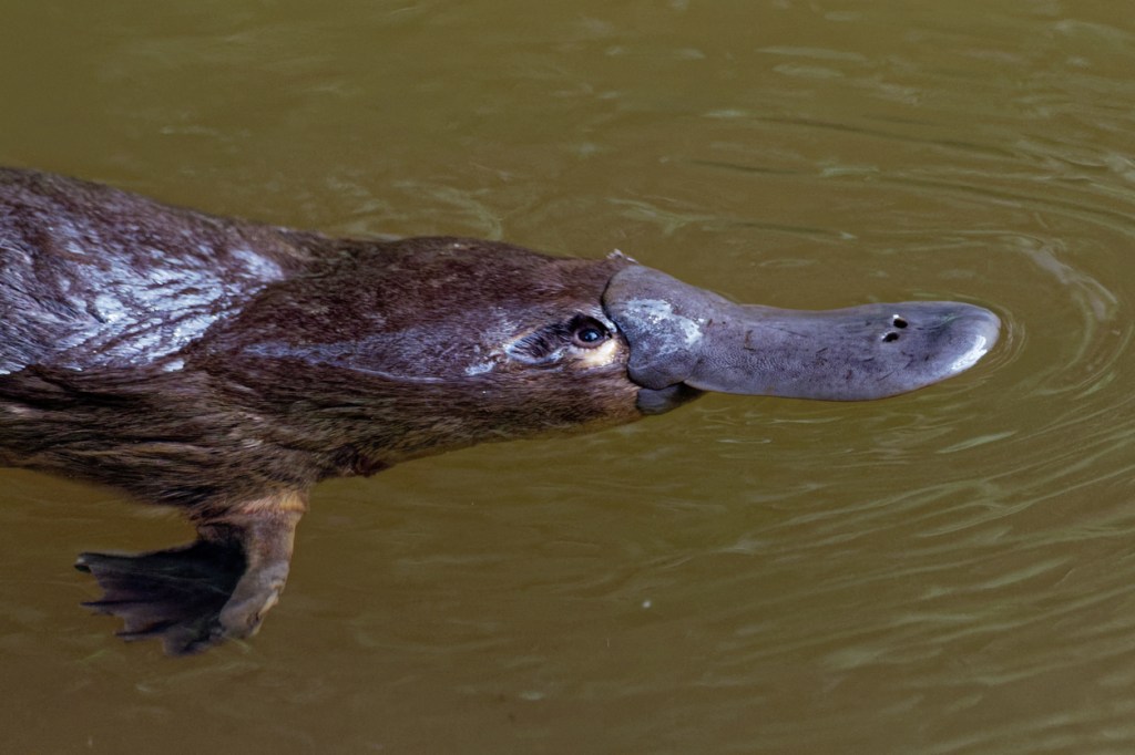 El ornitorrinco, uno de los animales más extraños del planeta