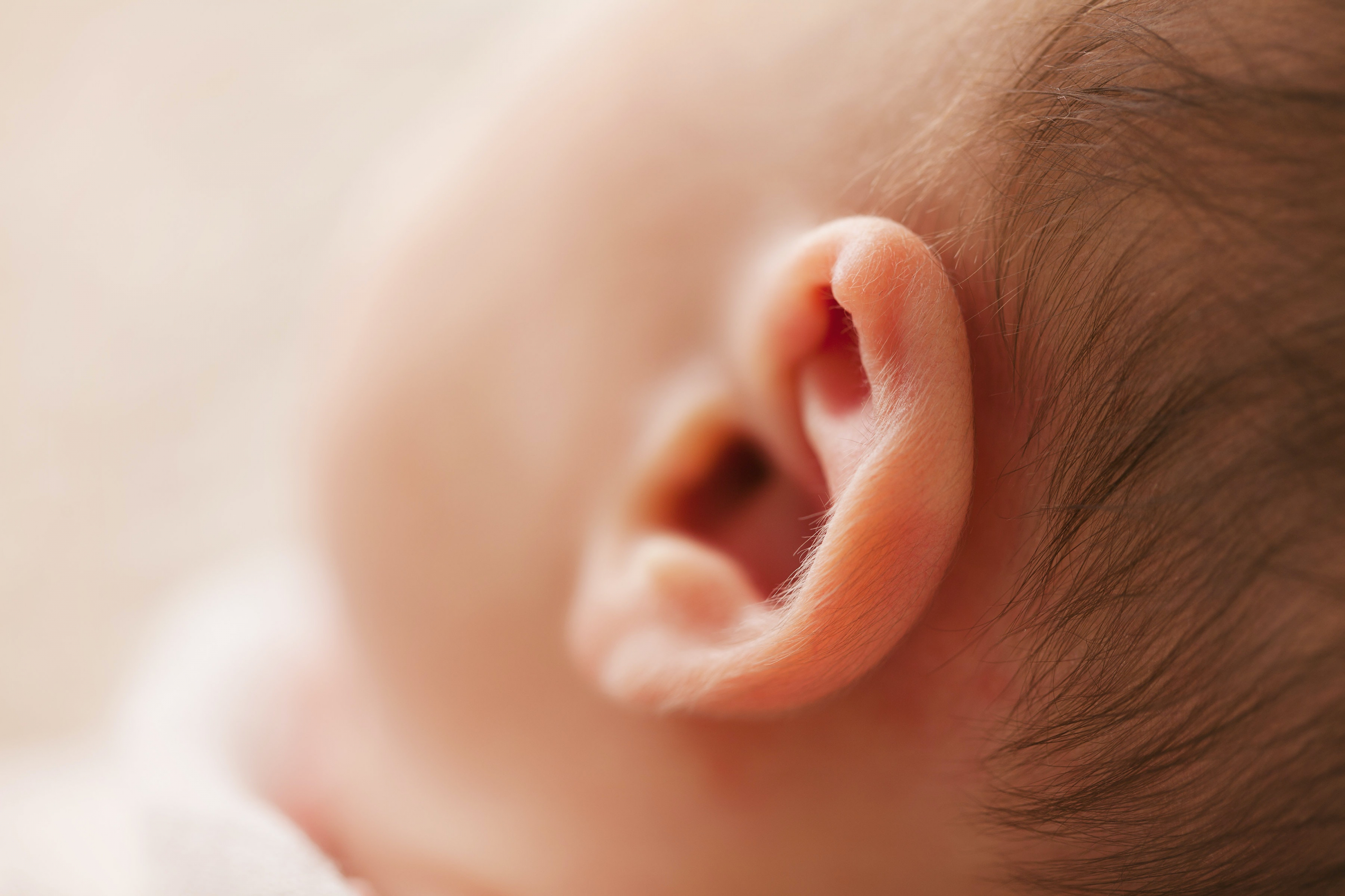 oreja