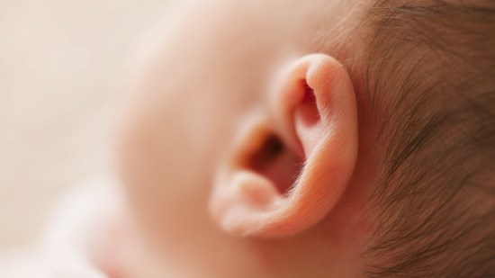 oreja