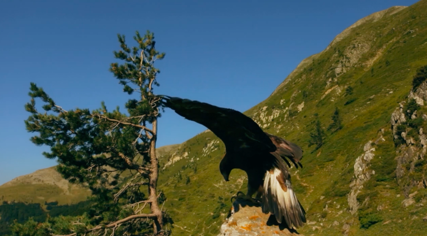 águila real