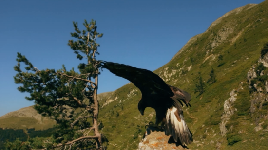 águila real