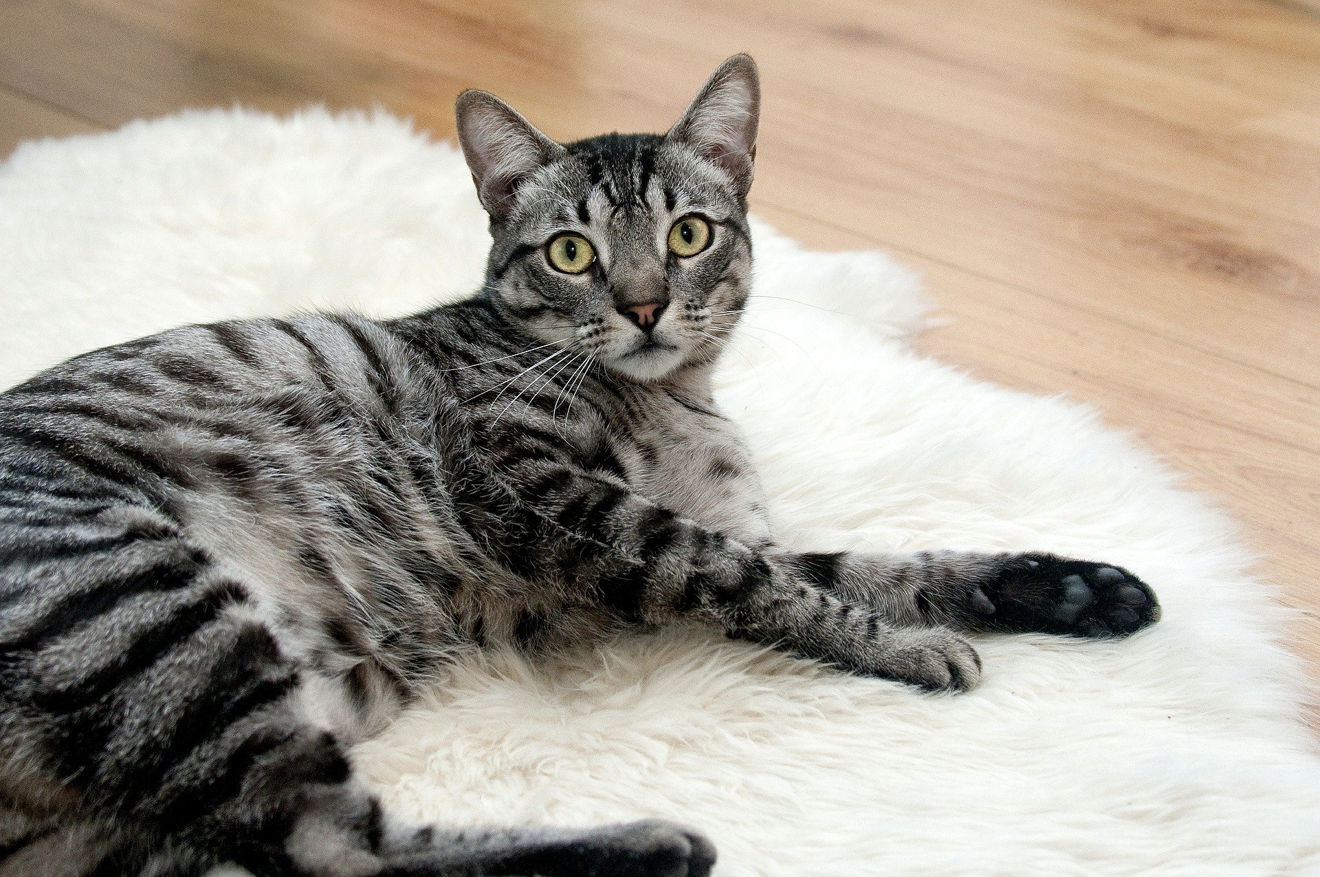 gato atigrado