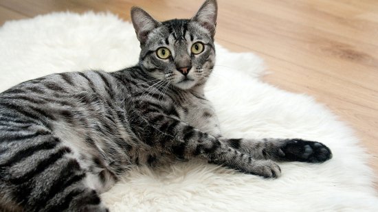 gato atigrado