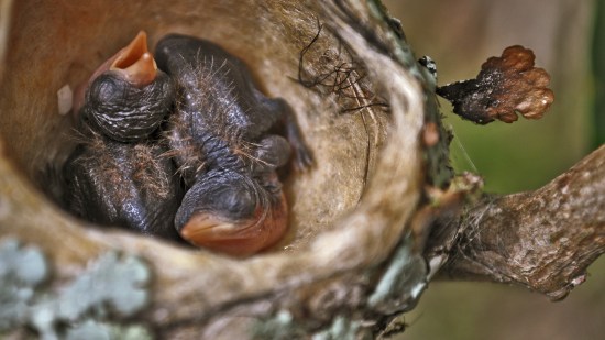 crías de aves