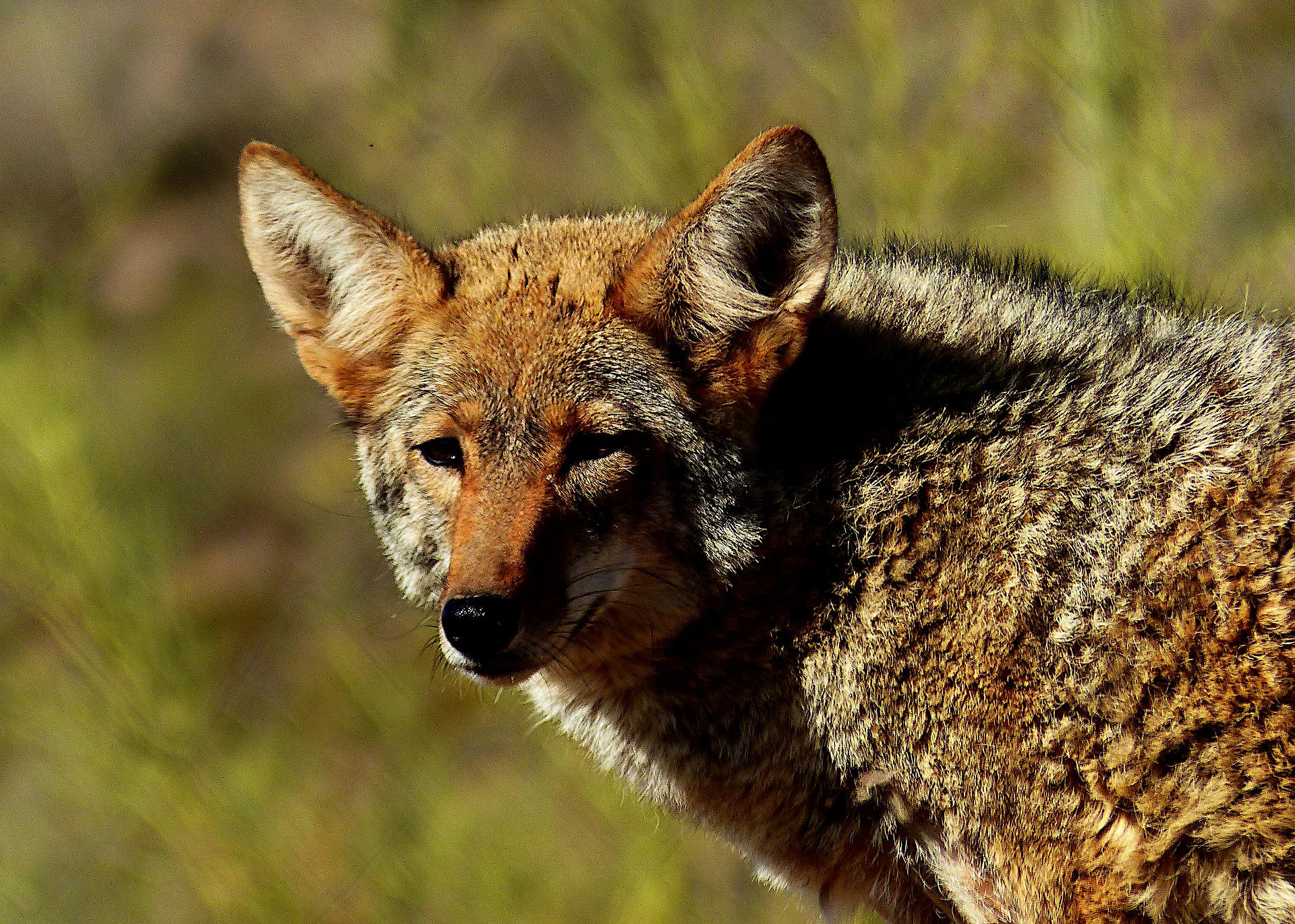 coyote