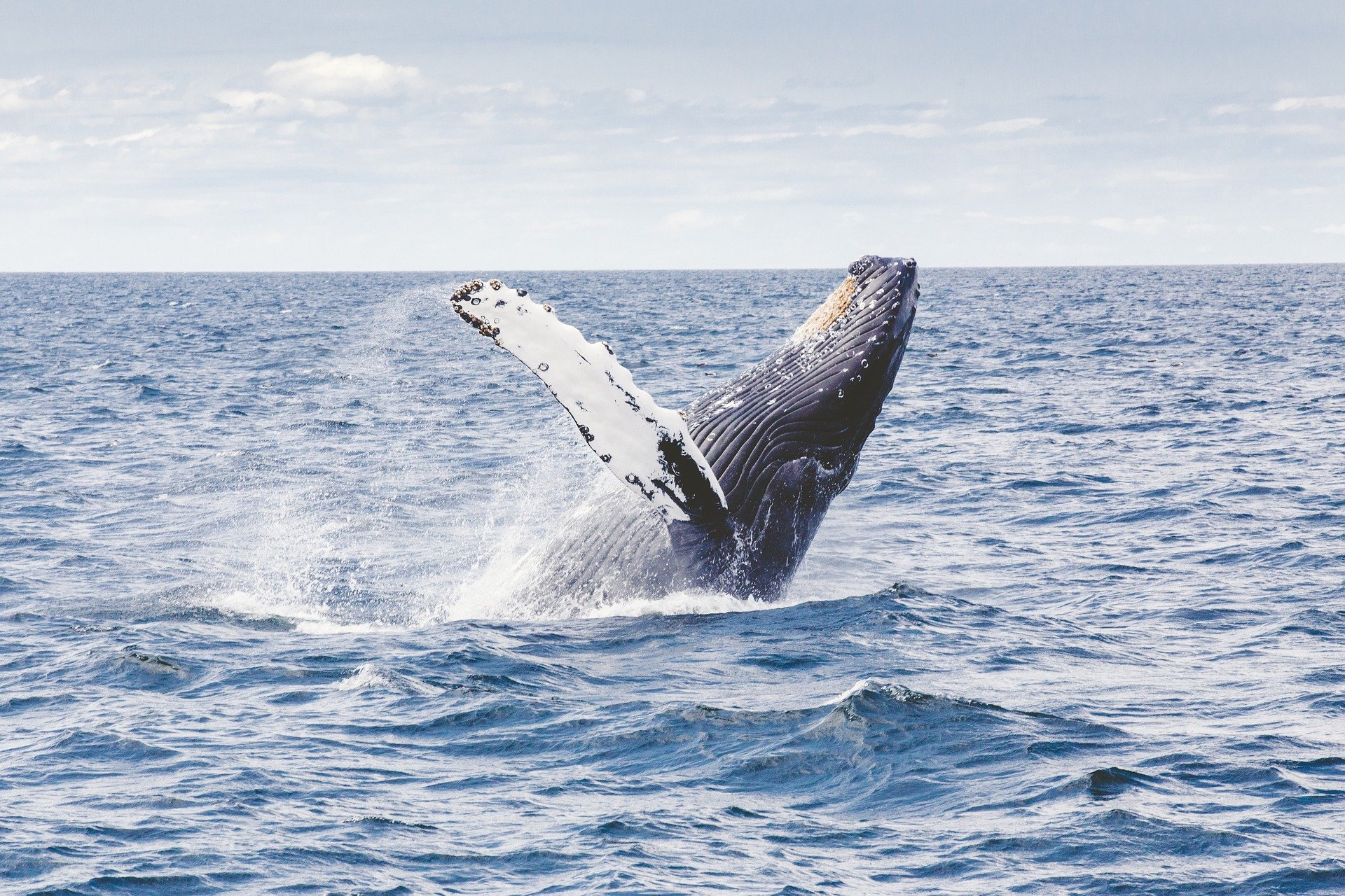 ballena