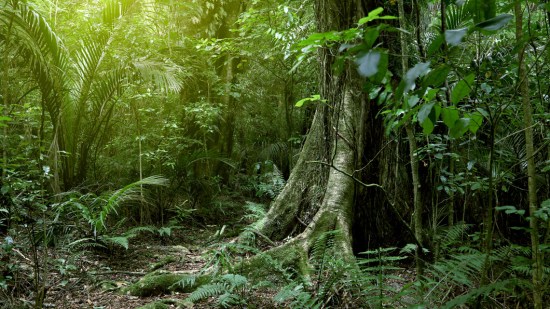 Bosque tropical