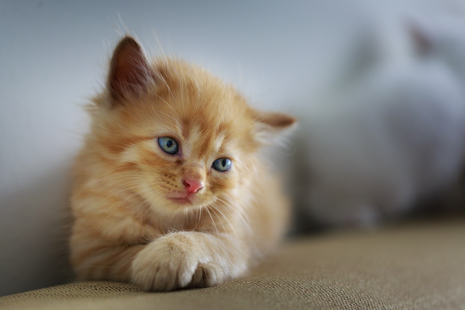 gato naranja