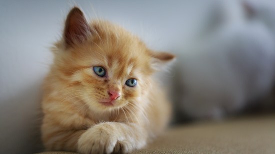 gato naranja