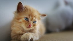 gato naranja