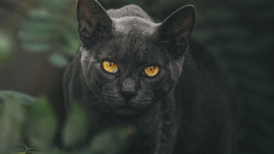gato