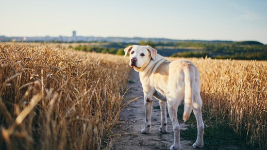 perro