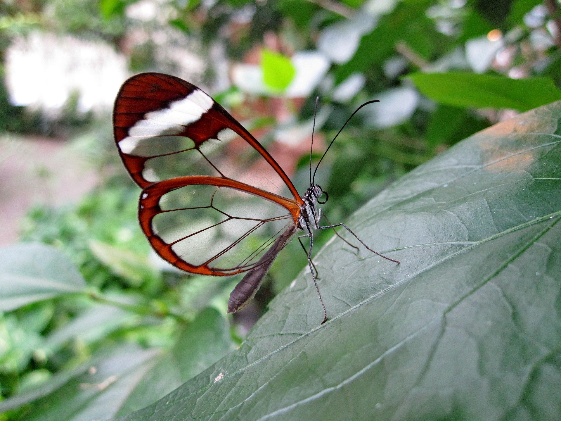 mariposa transparente