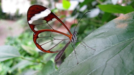 mariposa transparente