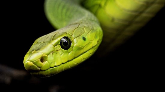 serpiente de frente