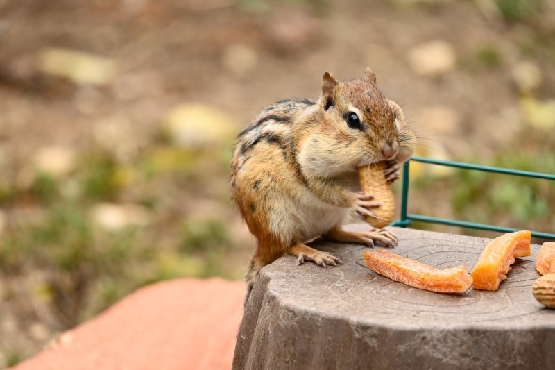 ardilla comiendo