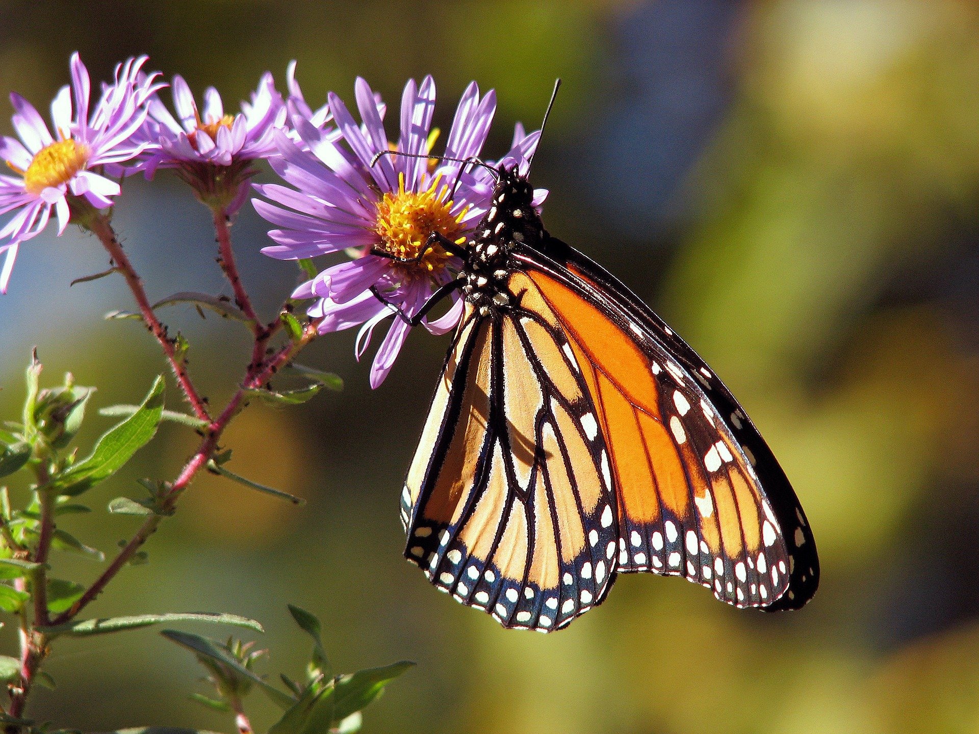mariposa monarca
