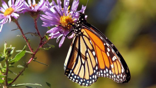 mariposa monarca