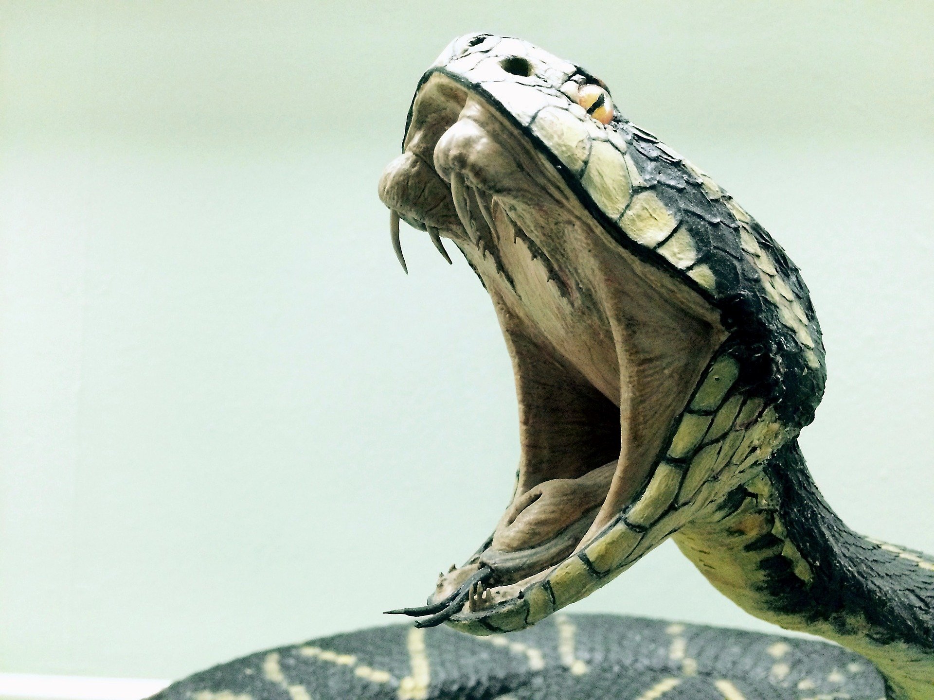 serpiente