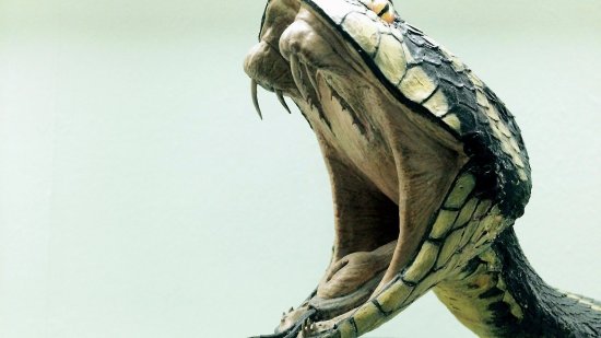 serpiente
