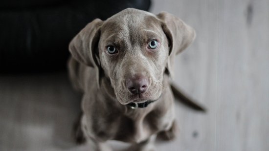 perro