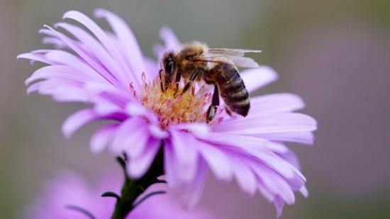 abeja