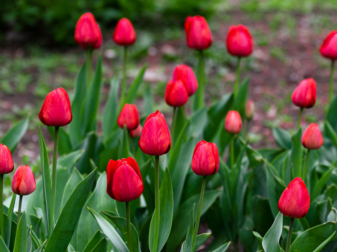 tulipanes
