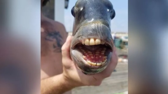 pez-dientes