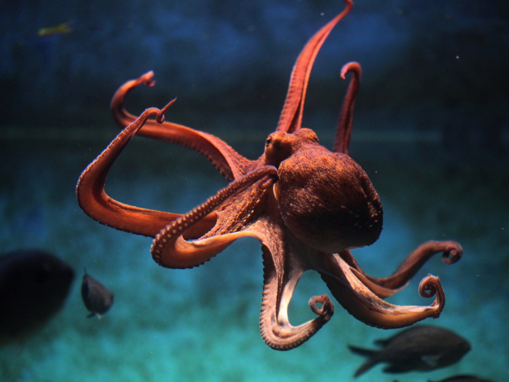 Pulpo
