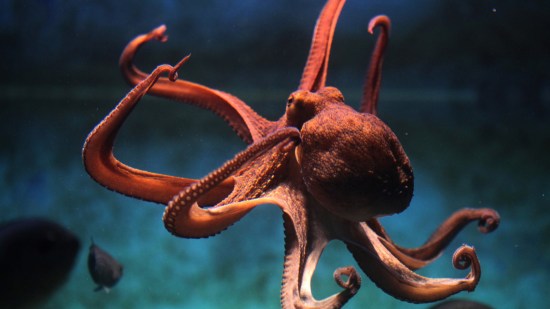 Pulpo