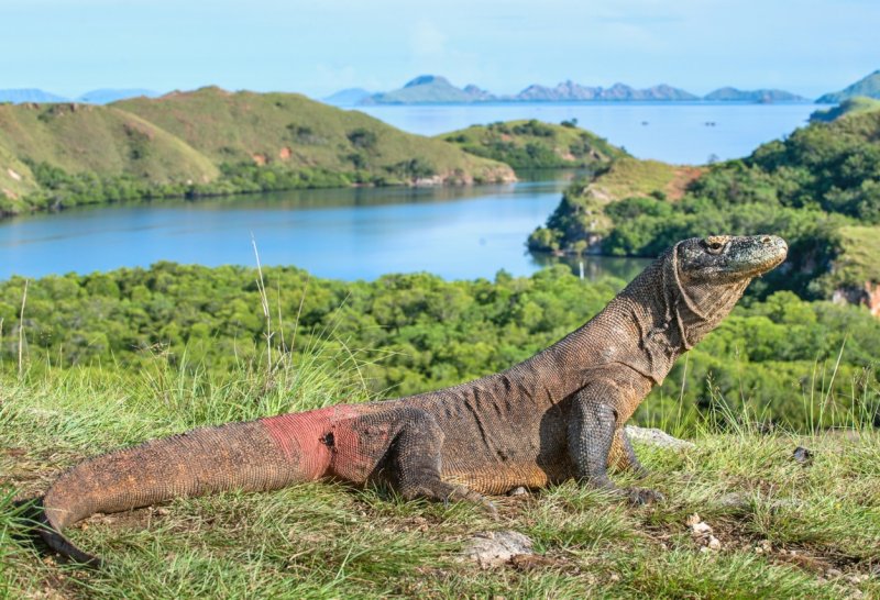 dragon-de-komodo
