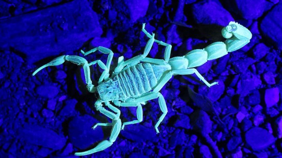 escorpion