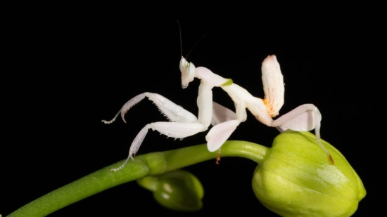 vida-mantis
