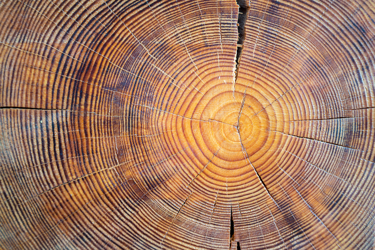 arbol