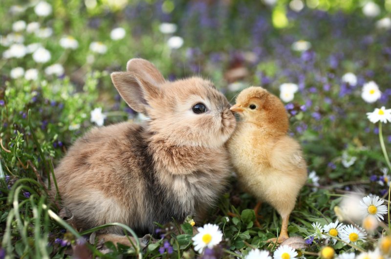 conejo y pollo