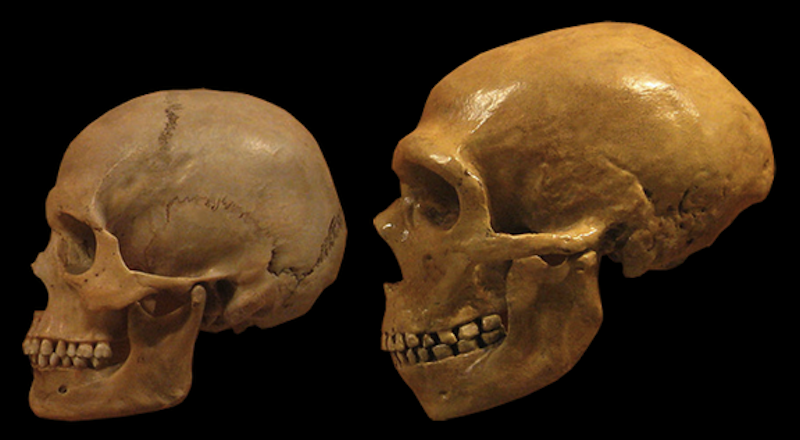 Denisovanos y neandertales