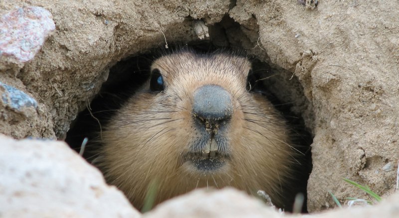 Marmota