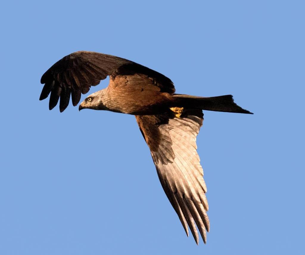 Águila imperial. Pixabay