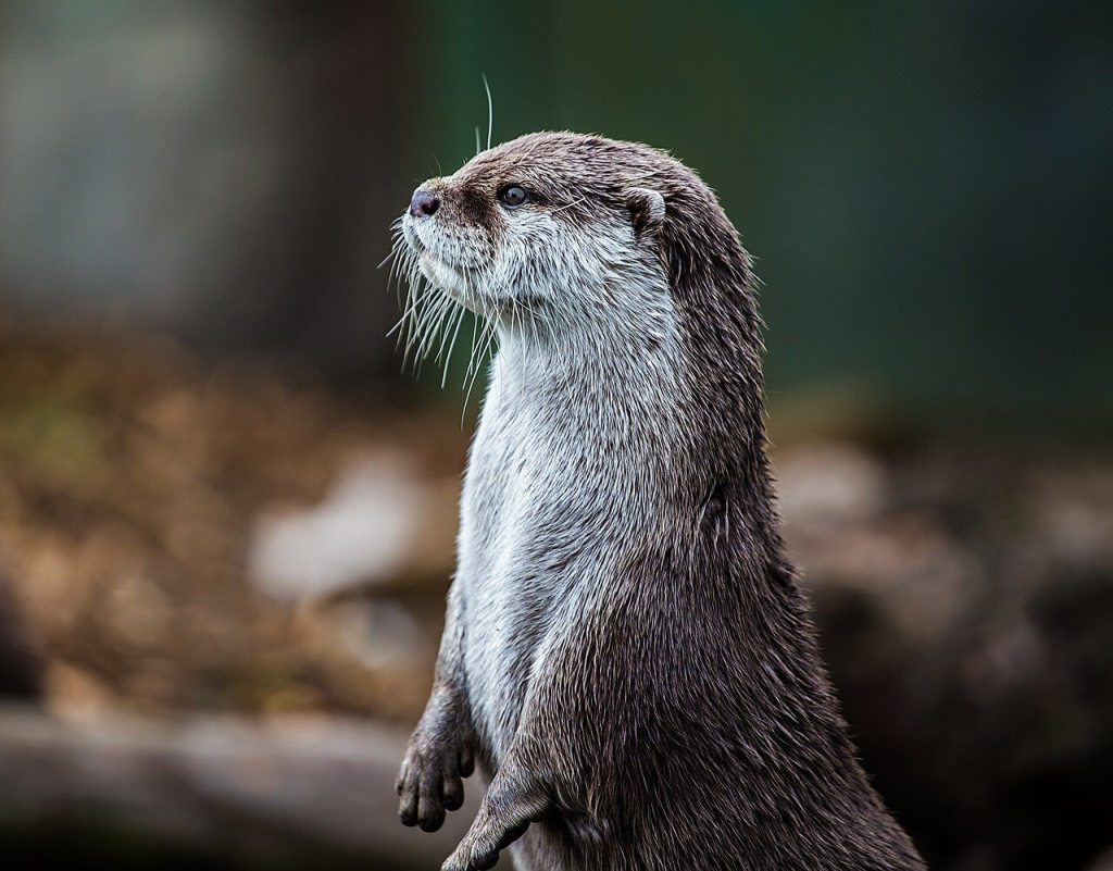 Nutria. Pixabay
