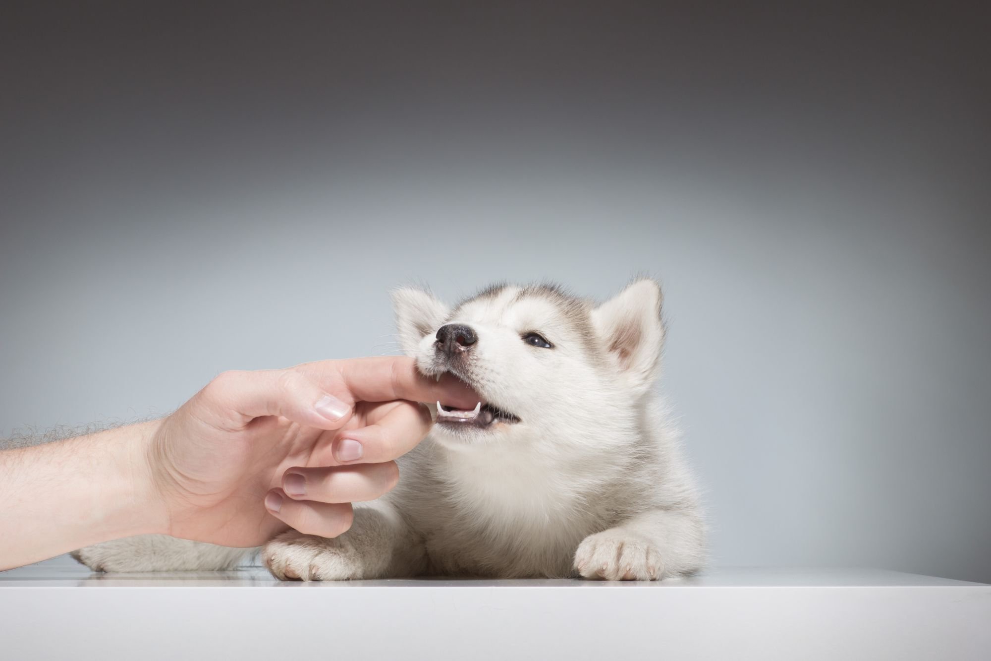Enseña a tu cachorro a no morderte las manos