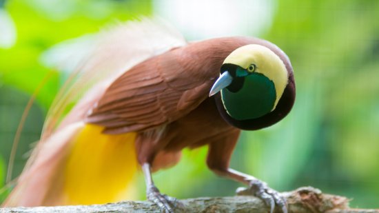 Origen plumas aves