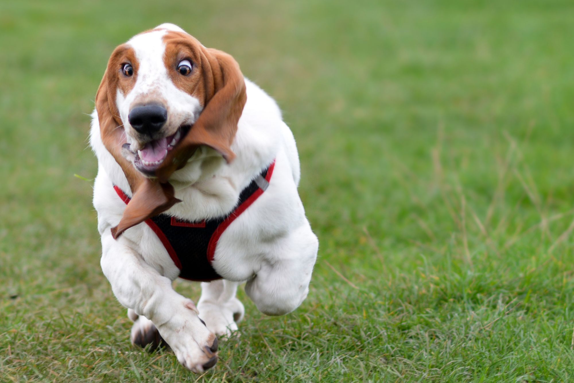 Por qué mi perro corre eufórico de repente cada noche en casa