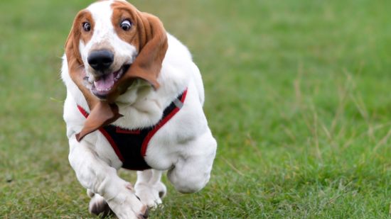 Por qué mi perro corre eufórico de repente cada noche en casa