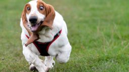 Por qué mi perro corre eufórico de repente cada noche en casa