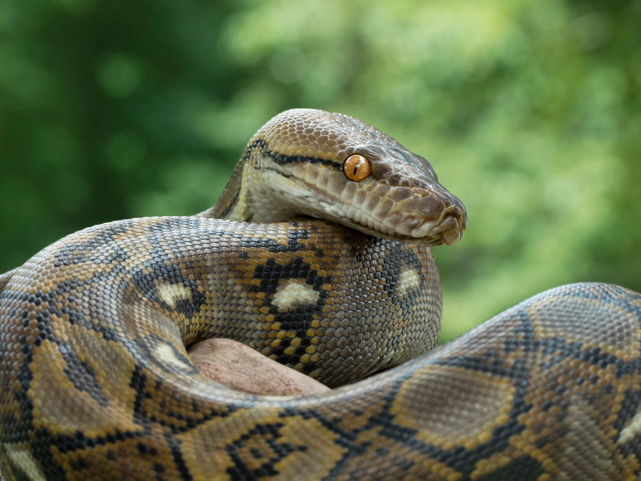 Serpiente pitón reticulada