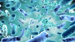 Bacterias